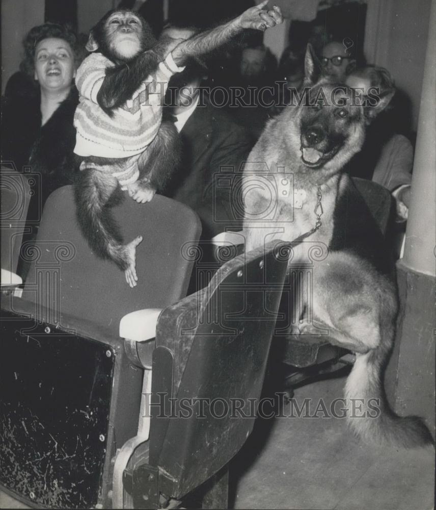 Press Photo A dog and a chimp at "Friend of the Animals'ÃƒâšÃÂ society show - Historic Images