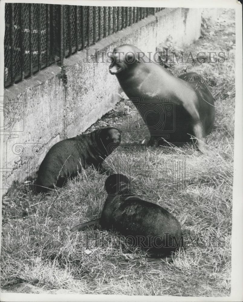 1961 Press Photo London Zoo,Californian Sea Lion and her pups - Historic Images