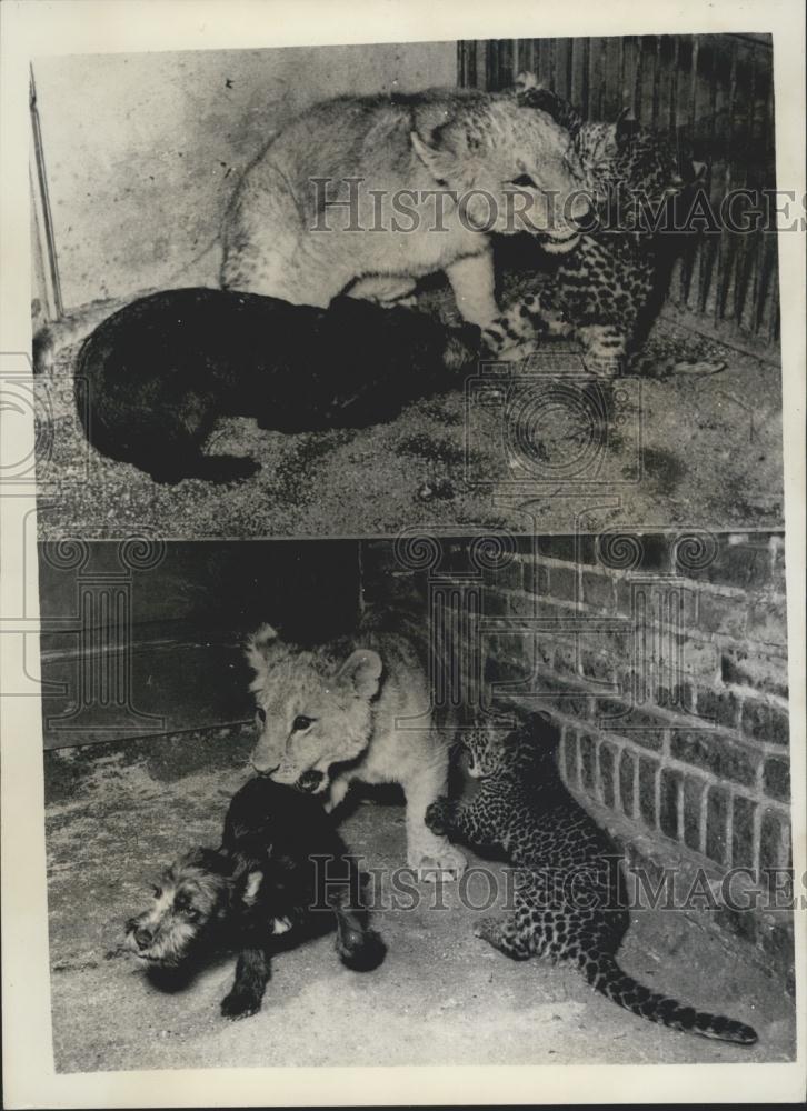 Press Photo Baby tiger cub a Lion cub chase a black dog out of their den at zoo - Historic Images
