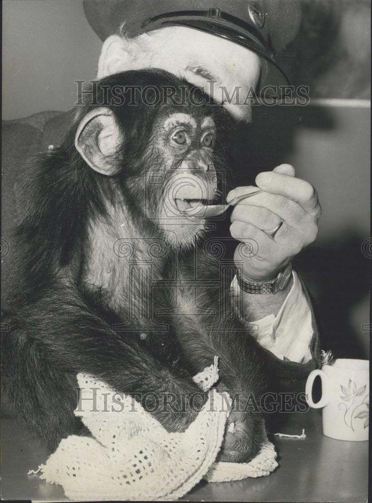 1970 Press Photo Cameron the Chimpanzee meets his public - Historic Images