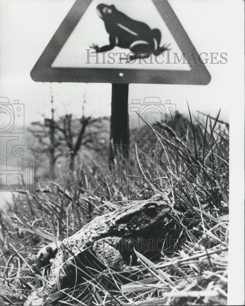 Press Photo Sign at Frog Crossing in Switzerland - Historic Images