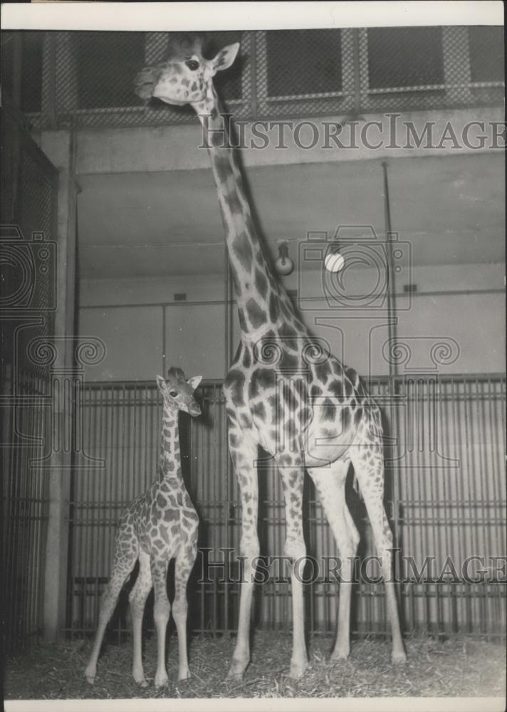 1955 Press Photo Zizi and his mom at the Vincennes Zoo - Historic Images