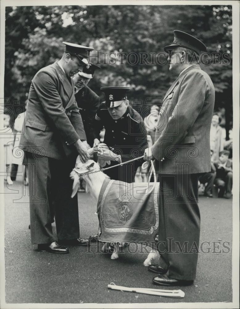 1954 Press Photo Goat Major Tullet Ceremonial Silver Horns Taffy London Zoo - Historic Images