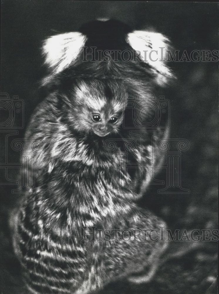 1977 Press Photo A Baby Clow-Monkey At The Zurich Zoo - Historic Images