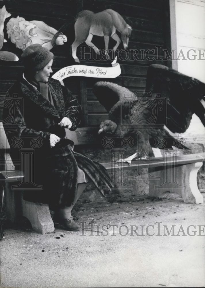 1960 Press Photo "Friedrich", young Condor in Frankfurt Zoo - Historic Images