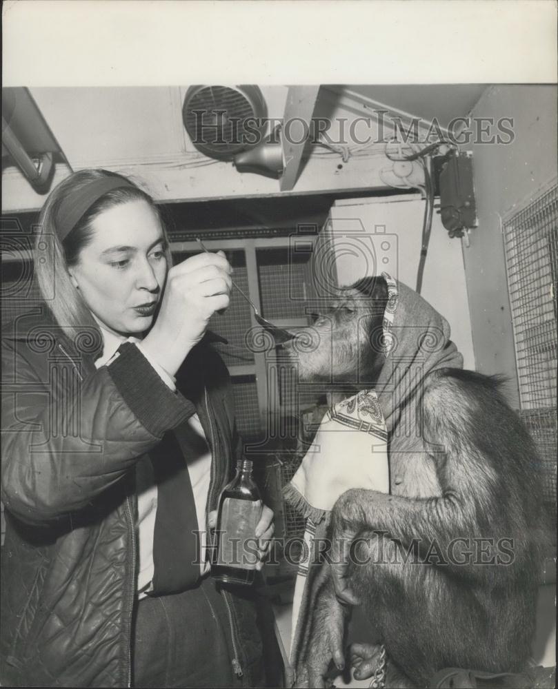 1966 Press Photo Chimpanzee, Crystal Palace Children&#39;s Zoo, Josephine Hamilton - Historic Images