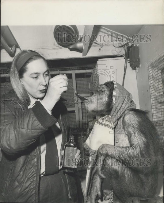 1966 Press Photo Chimpanzee, Crystal Palace Children's Zoo, Josephine Hamilton - Historic Images