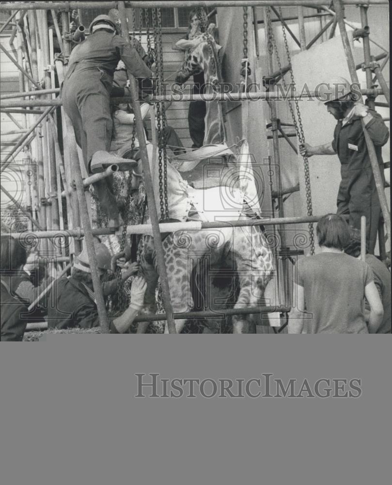 1977 Press Photo Marwell Zoological park.giraffe and vets with scaffolding - Historic Images