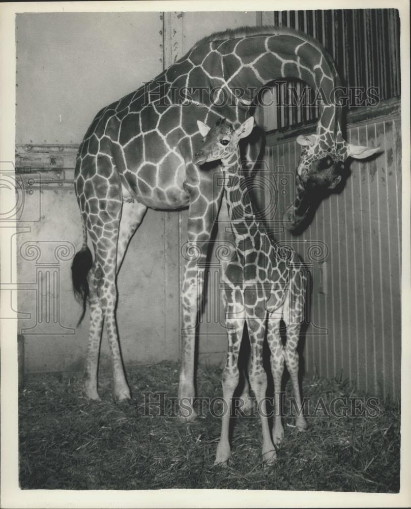 Press Photo Grumpy and Monty welcome baby Pat at the London Zoo - Historic Images