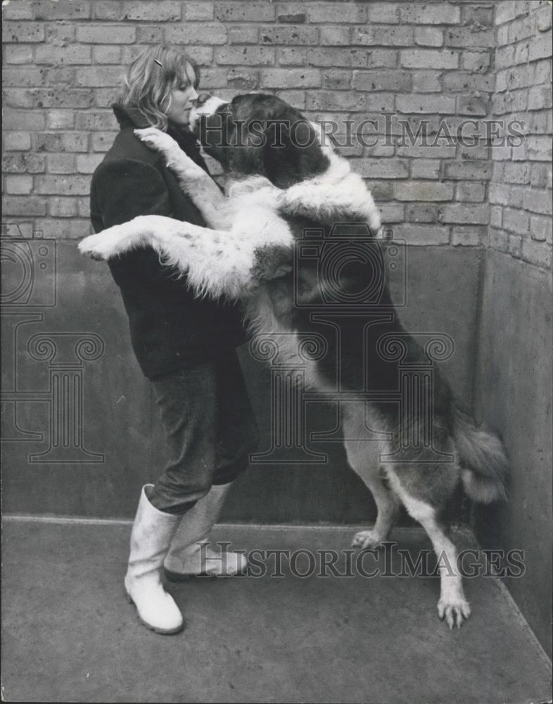 1973 Press Photo Mrs. Leslie Robinson &amp; St. Bernard Dog - Historic Images