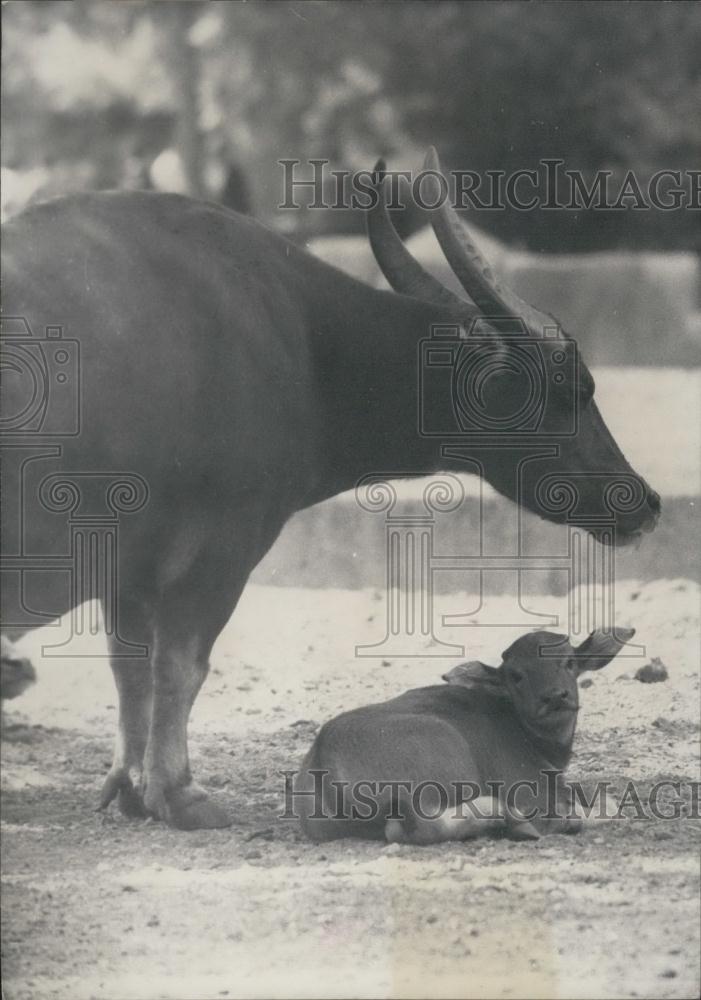 1959 Press Photo Zebu Cow seeks shade from its mom at the Vincennes Zoo - Historic Images