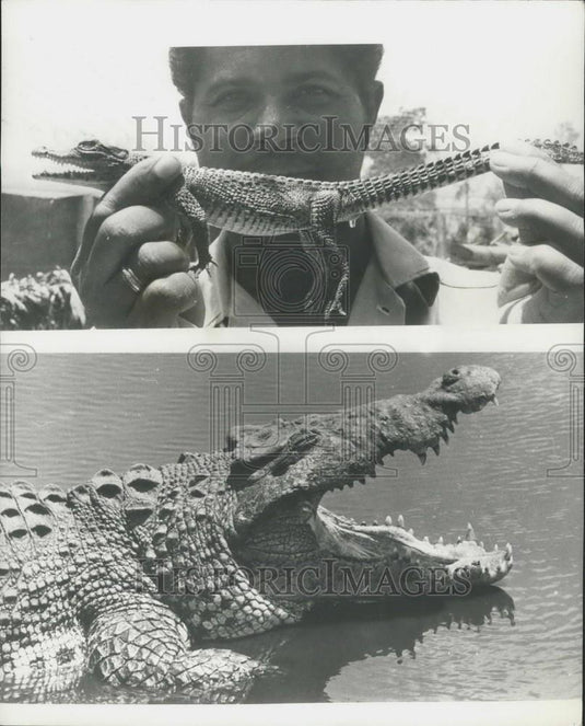 Press Photo Crocodile Breeding in Cuba - Historic Images