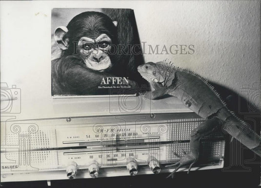 1964 Press Photo Leguan Pet On Radio - Historic Images