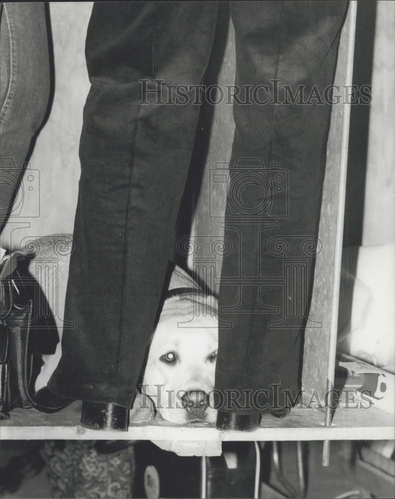 1979 Press Photo Crufts Dog Show , Labandor - Historic Images