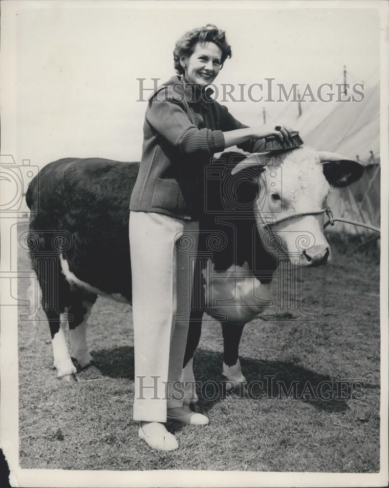1954 Press Photo Sylvia Shelley models her Wool and Camel outfit next to a Heife - Historic Images