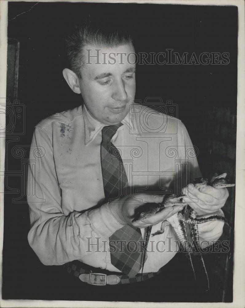 1952 Press Photo Keeper R Lanwor And An African Crocodile Baby At Lon 1952-press-photo-keeper-r-lanwor-and-an-african-crocodile-baby-at-lon