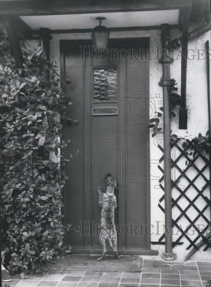 Press Photo Dog at door wants back in house - Historic Images