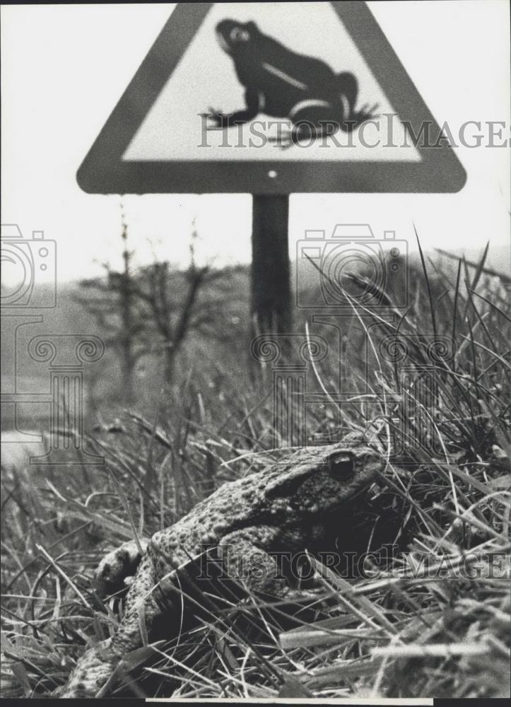 1981 Press Photo Watch the Toads - Historic Images