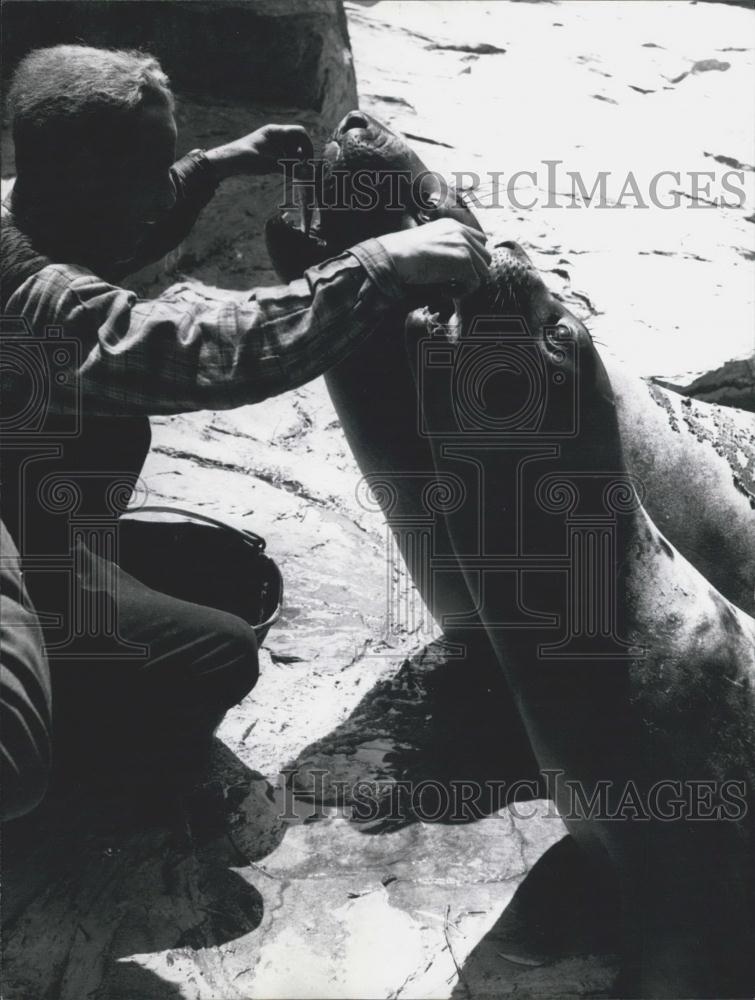 1957 Press Photo New Sea Elephants Frankfurt Zoo Eating Lunch Germany - Historic Images