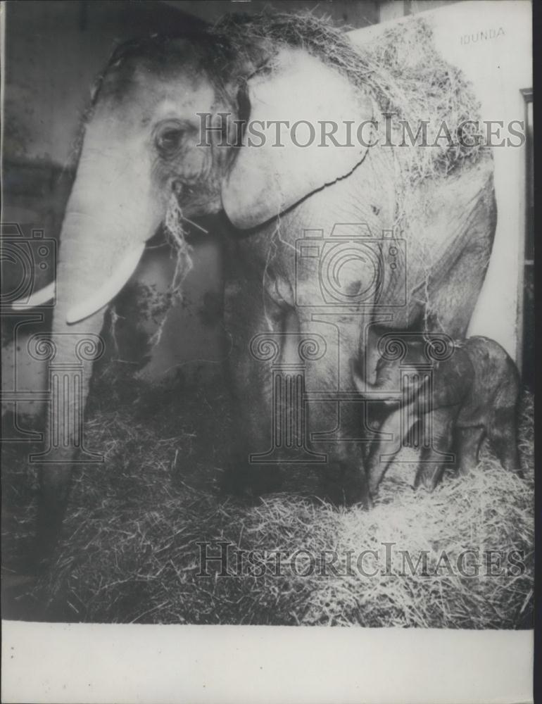 1966 Press Photo Basel zoo Elephant and her baby - Historic Images