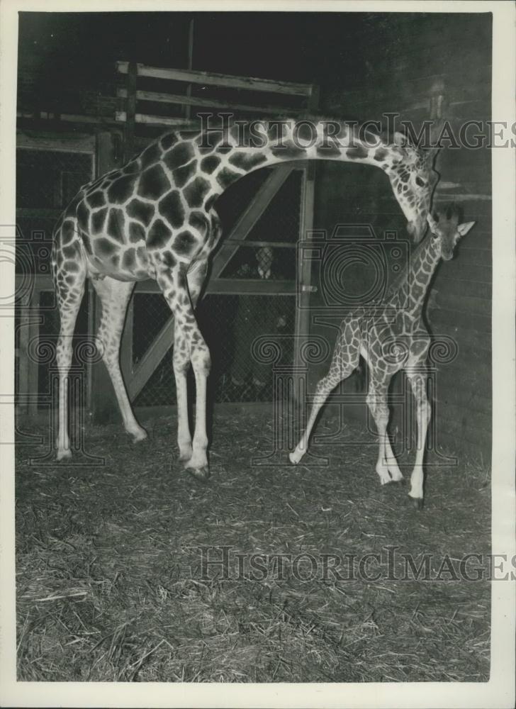 1957 Press Photo Maggie and her baby Jennifer at the Whipsnade Zoo - Historic Images