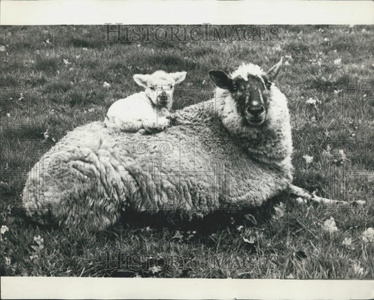 Press Photo Lamb Sits On Mother - Historic Images