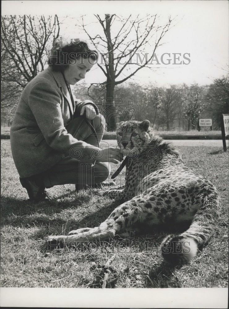 Press Photo African Cheetah Micky - Historic Images