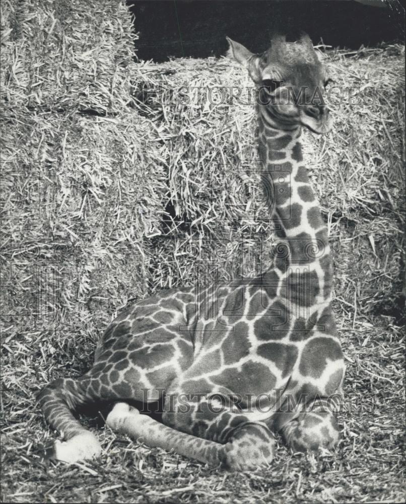 1974 Press Photo London Zoo&#39;s newest Giraffe baby Sophie - Historic Images