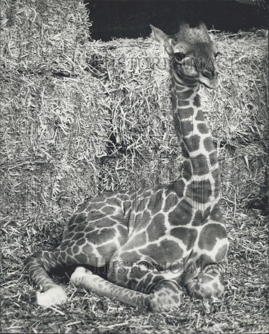 1974 Press Photo London Zoo's newest Giraffe baby Sophie - Historic Images