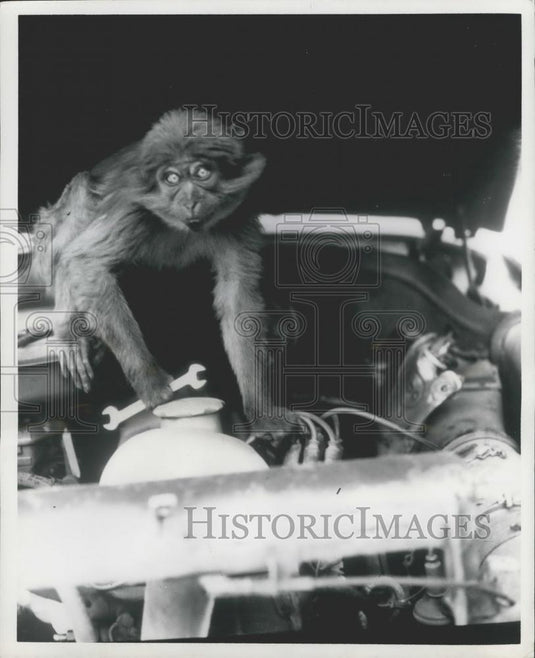 Press Photo Joe the Monkey works on a car - Historic Images
