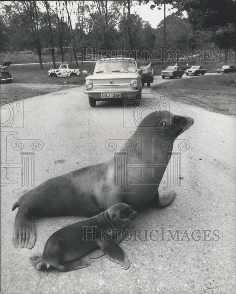 Press Photo Sealion and baby in the road - Historic Images