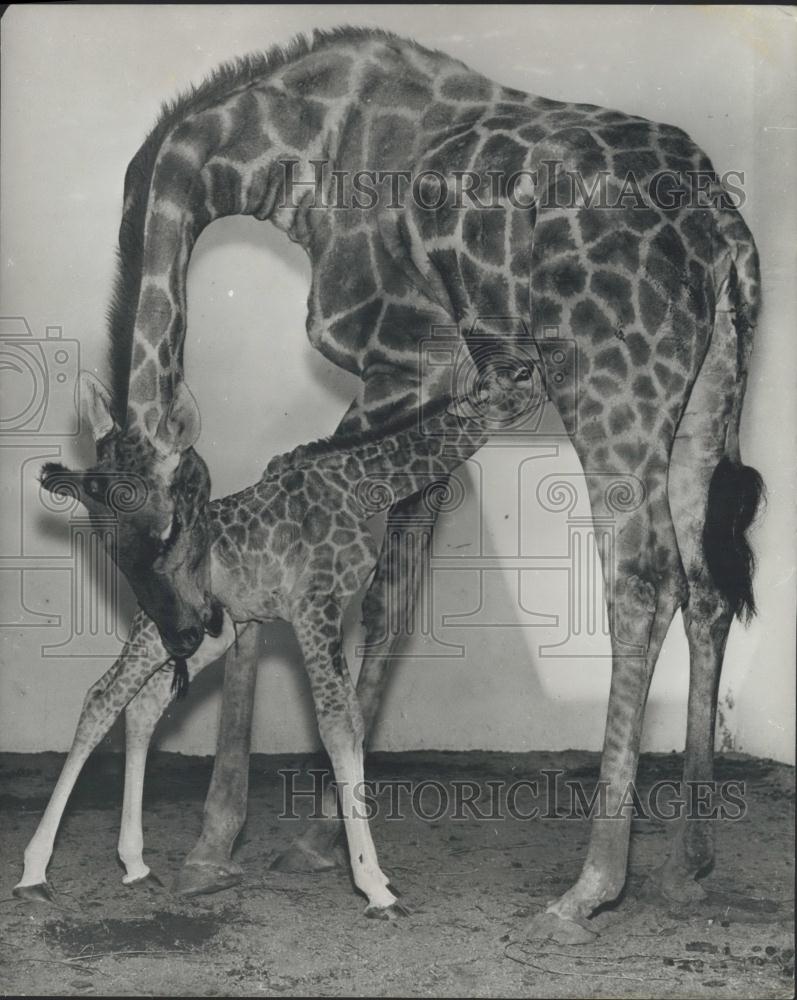 Press Photo Angola giraffe and its baby at Los Angeles Zoo in California - Historic Images