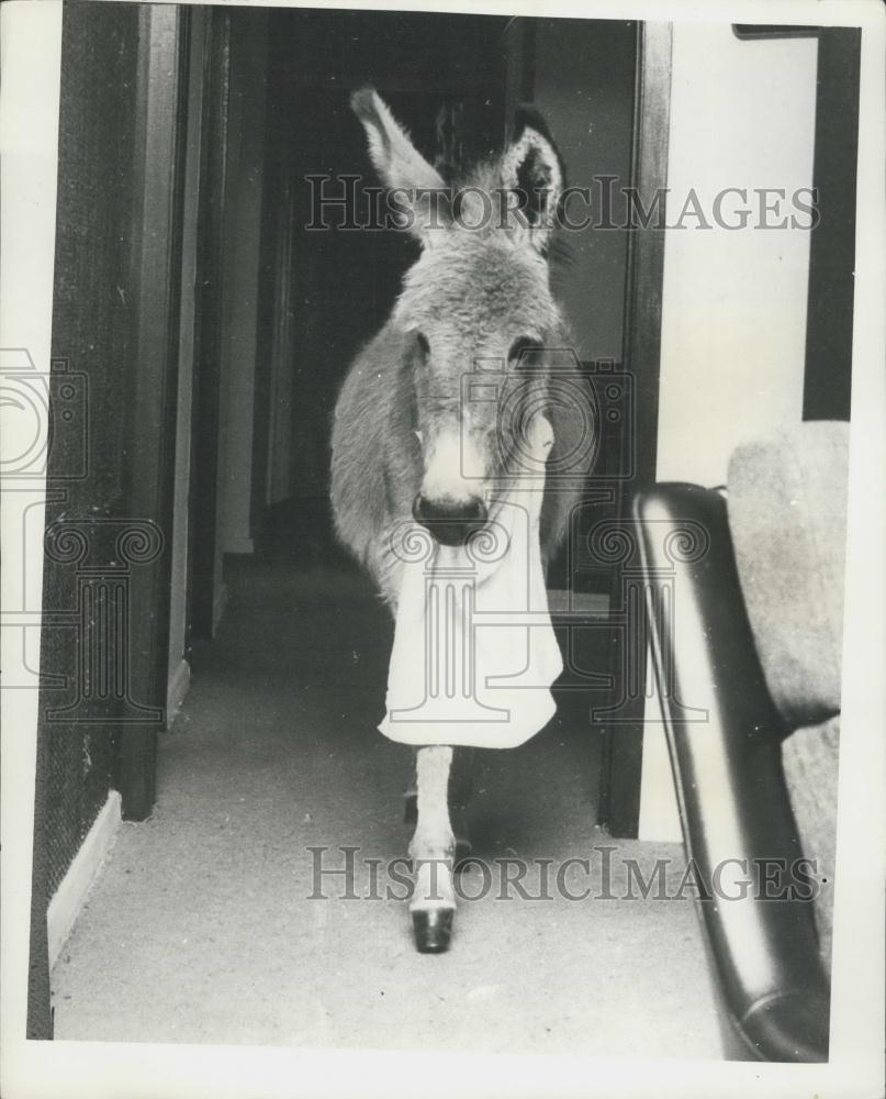 Press Photo Pet donkey dressed for dinner - Historic Images