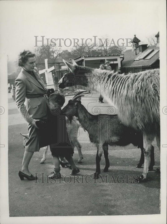 Press Photo The Goat and the Llama at London zoo - Historic Images