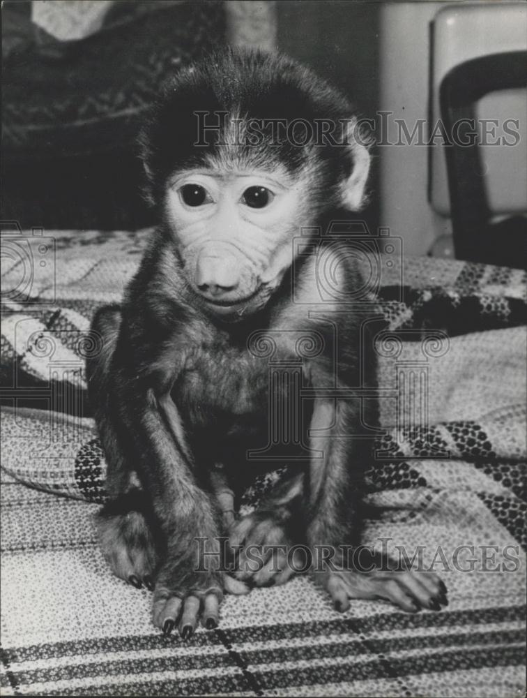 1957 Press Photo Baby Monkey, Zoo, Halle, Germany - Historic Images