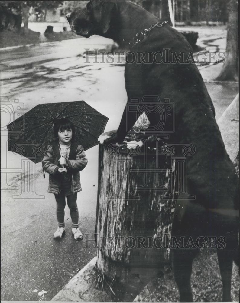 Press Photo Labrador dog and small girl - Historic Images