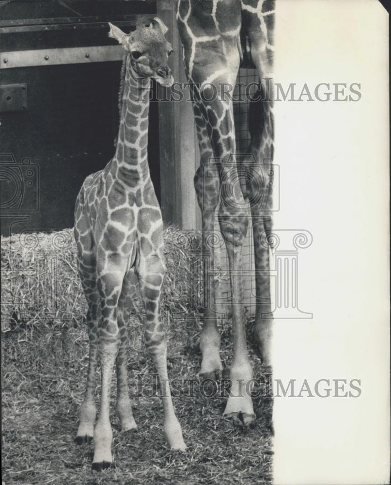 1974 Press Photo London Zoo&#39;s newest Giraffe mom and baby - Historic Images