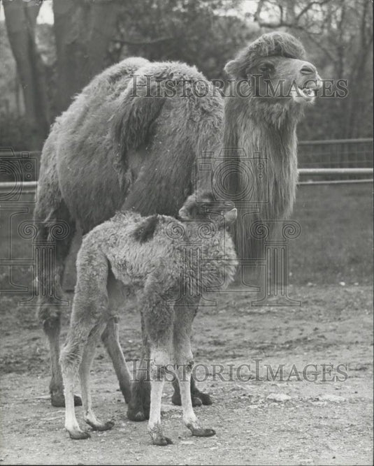 1975 Press Photo Baby Camel and mother at Windsor safari Park - Historic Images