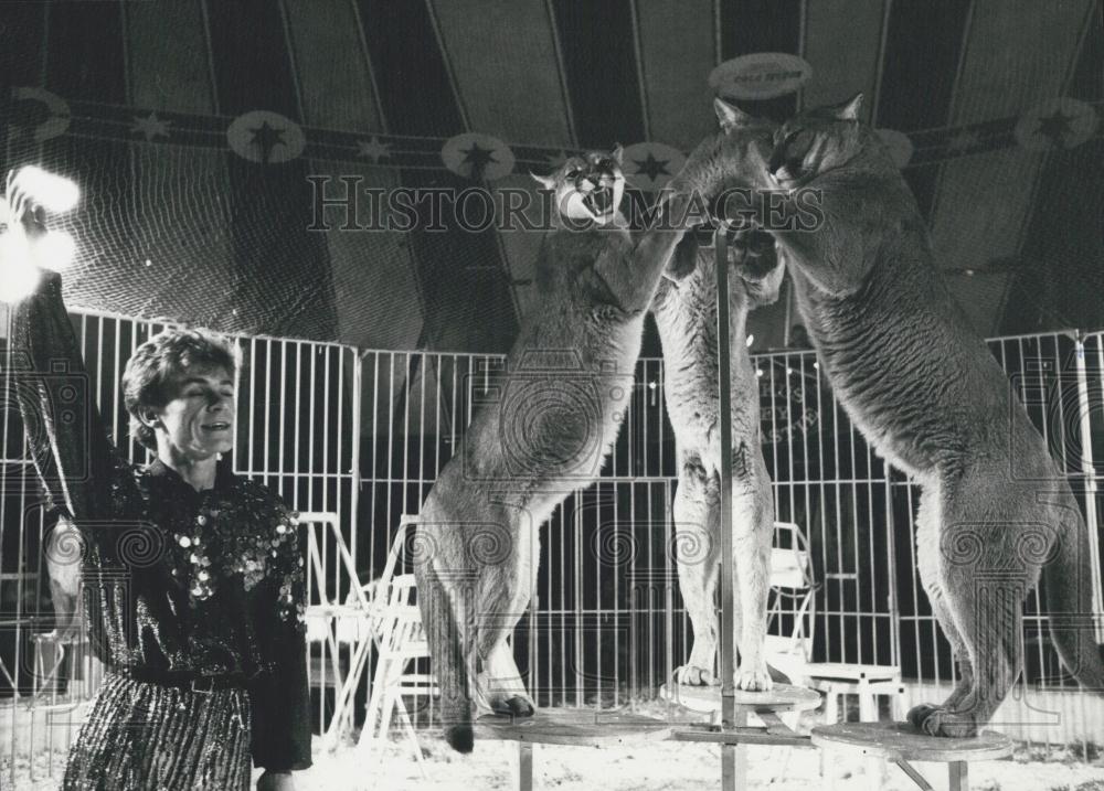 1989 Press Photo Picture of Tamer Novotny&#39;s Puma Training - Historic Images