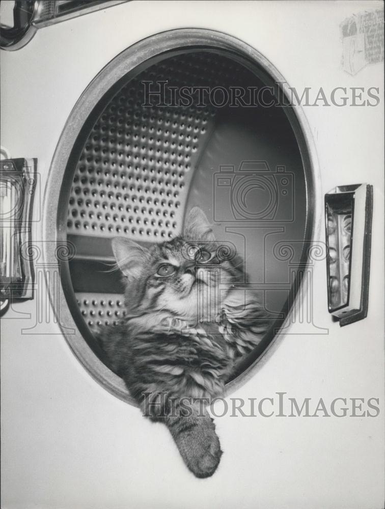 1958 Press Photo Peter, Cat, Washing Machine, Germany - Historic Images