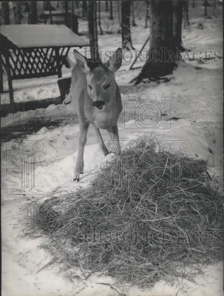 Press Photo A deer and big pile of food - Historic Images