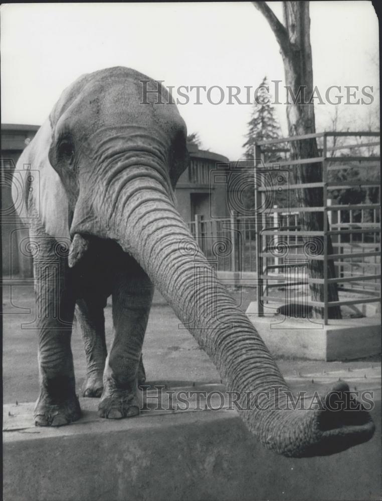 Press Photo An elephant in Rome zoo - Historic Images