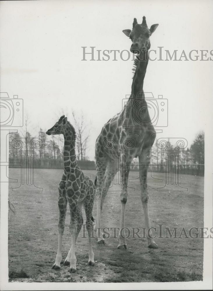 1957 Press Photo The new baby Giraffe at the Whipsnade Zoo - Historic Images