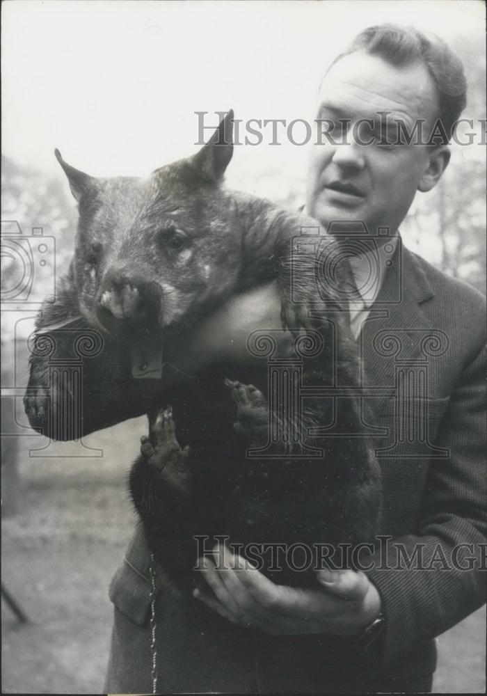 1968 Press Photo Dr. Wolfgang Gewalt of Duisburg zoo and a wombat - Historic Images