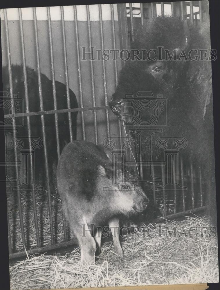 1953 Press Photo Paris Zoo,Buffalo and her baby - Historic Images