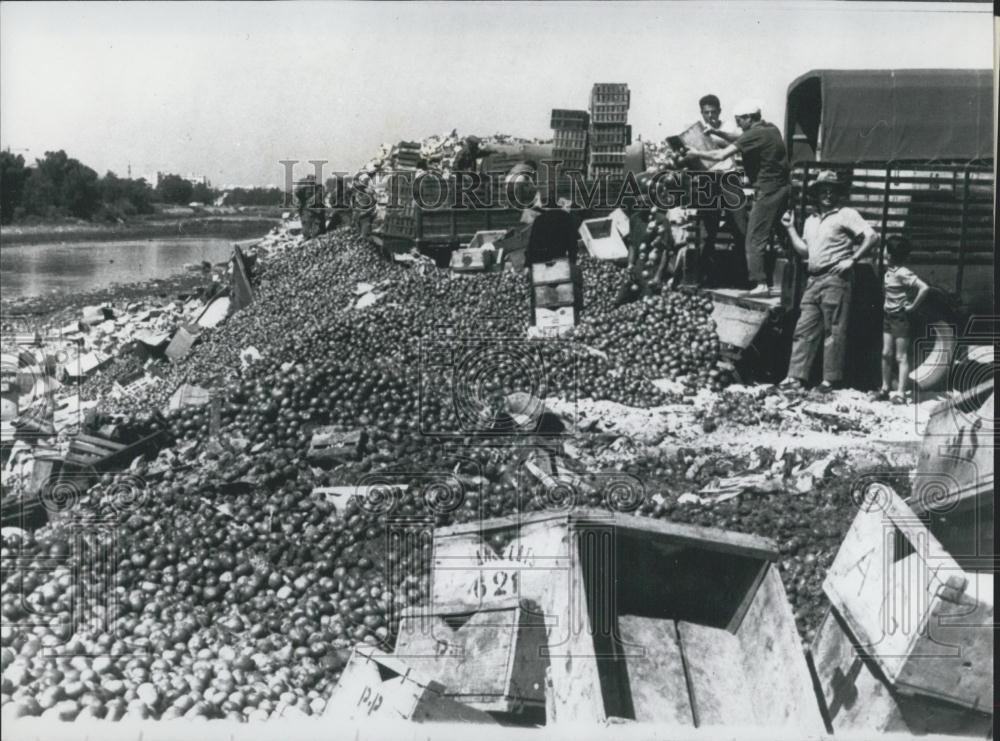 1967 Press Photo Tomato Growers Chateurenard France Dump Tomatos Into River - Historic Images