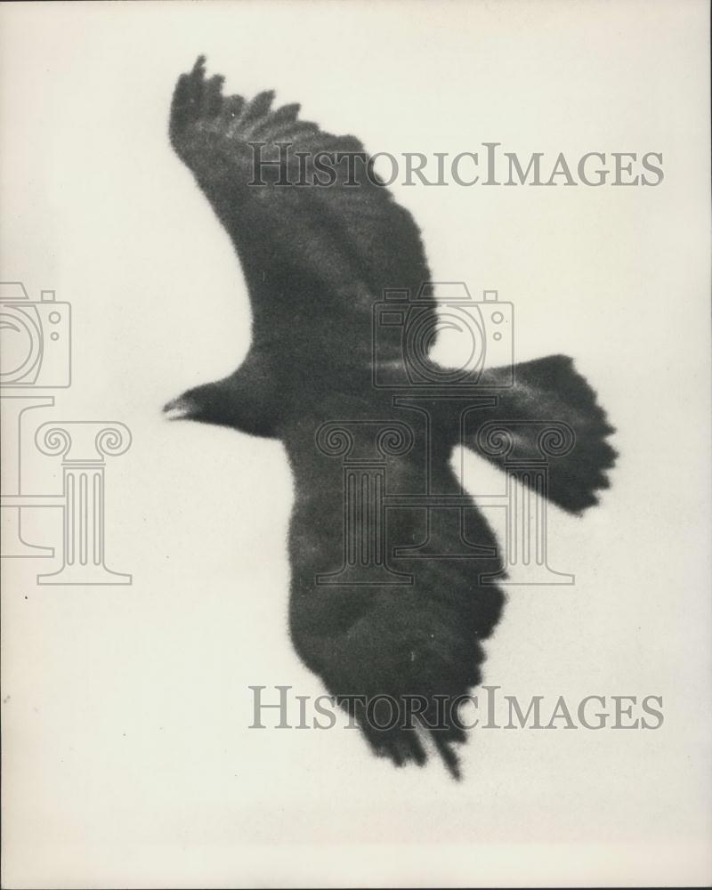 1965 Press Photo Goldie the Golden Eagle has escaped from the London Zoo - Historic Images