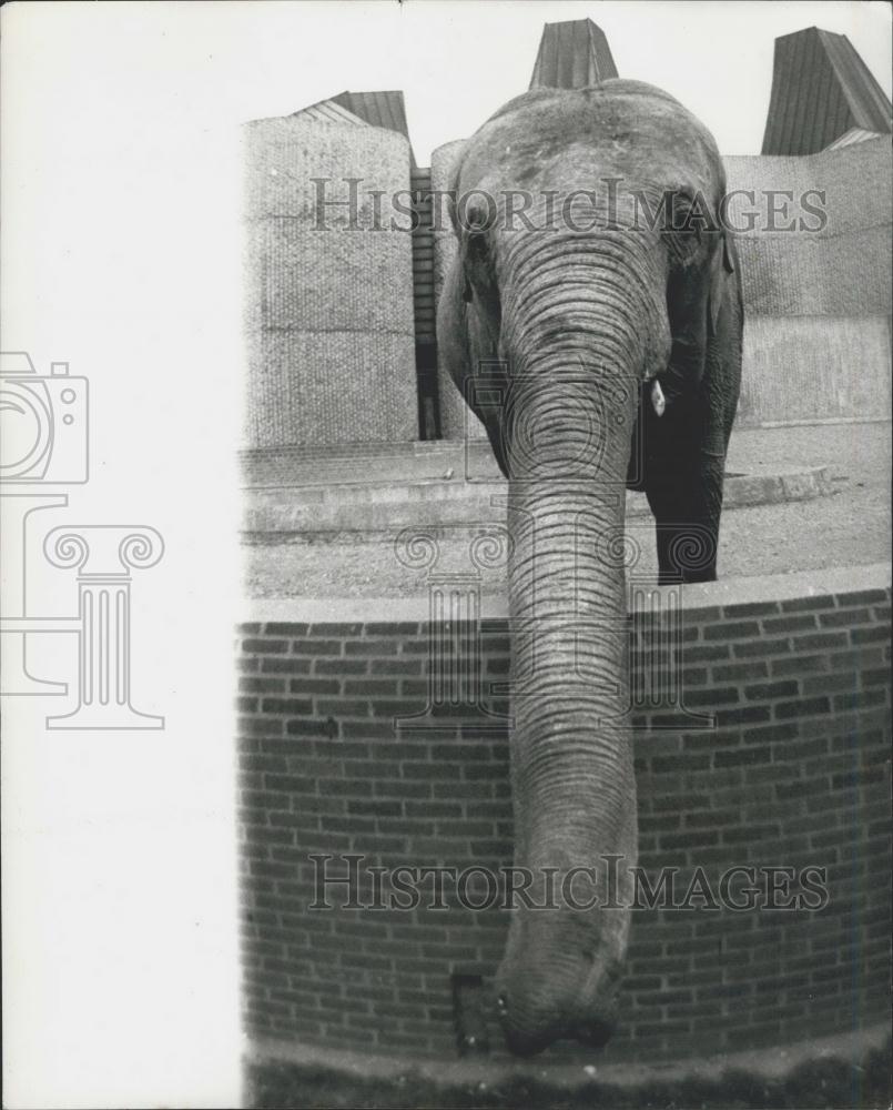 1969 Press Photo Elephant, London Zoo - Historic Images