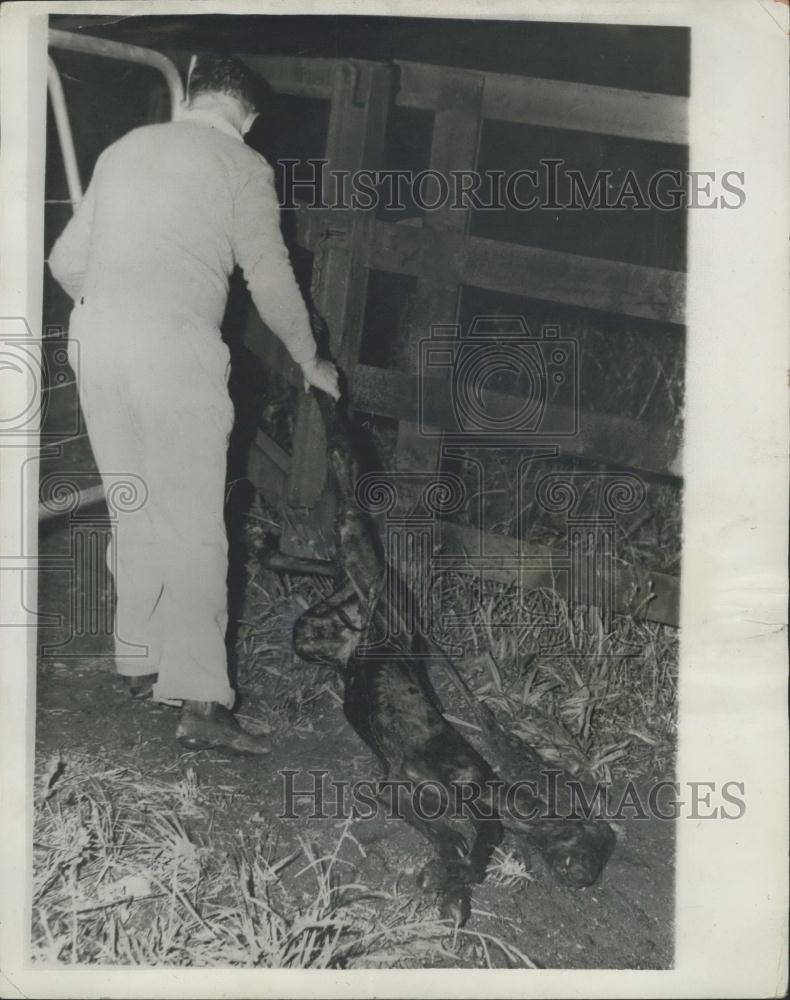 Press Photo Baby Fowl trampled to death during a 34 hour rail journey - Historic Images