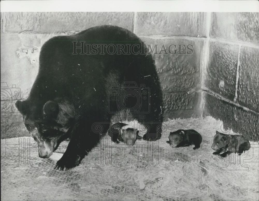 1972 Press Photo Ursula and her triplets at the Berne Zoo - Historic Images